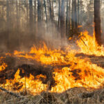 Giving Light & Hope to Families – Maui Wildfires